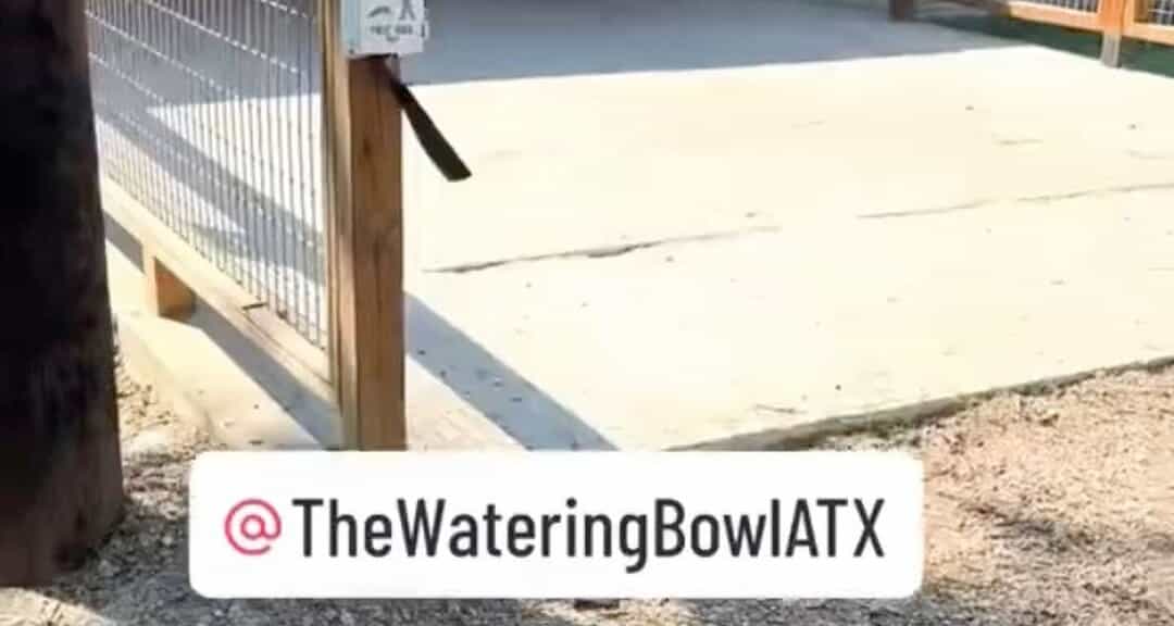 The Watering Bowl