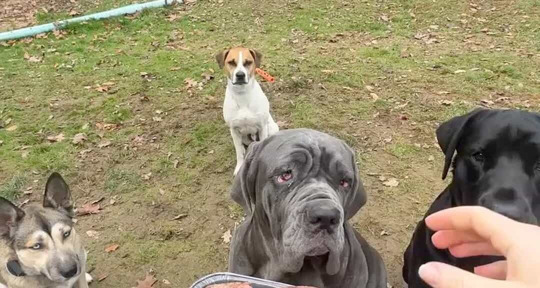 Jake and Blue's Raw Dog Food