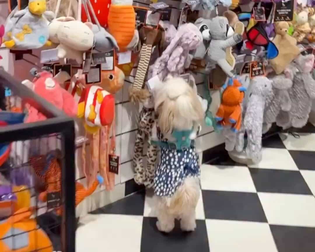 Shop Dog Sht