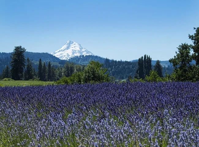 Hood River, Oregon Business Listings