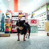 Pet store
