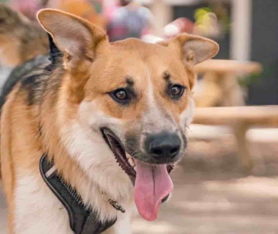 Bark to School 1
