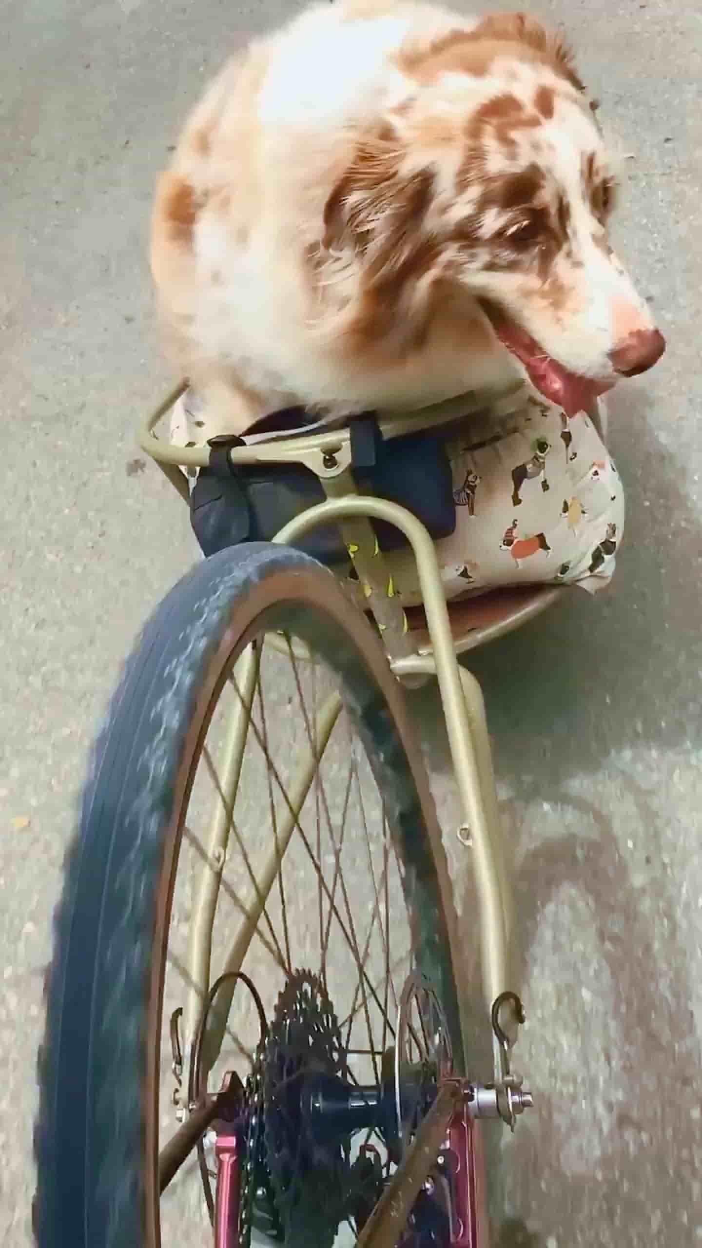 BIKEALOT in Austin 2