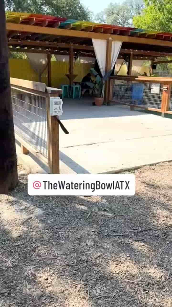 The Watering Bowl in Austin 1