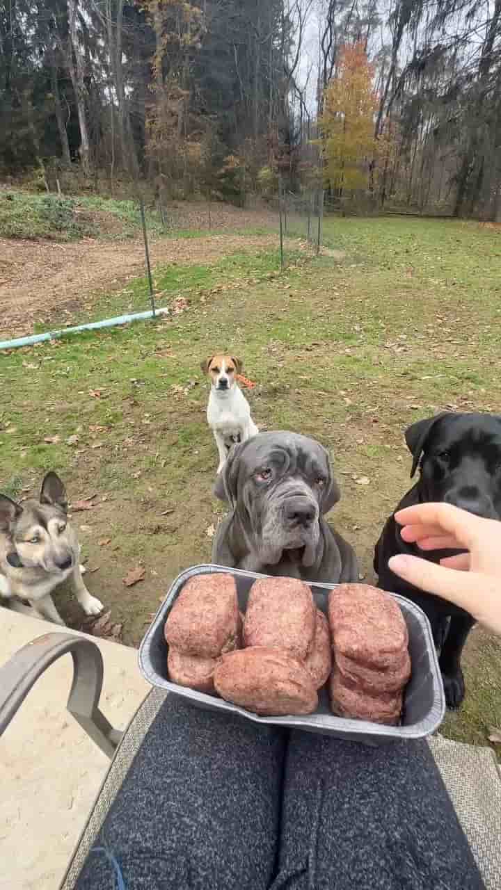 Jake and Blue's Raw Dog Food in Austin 1