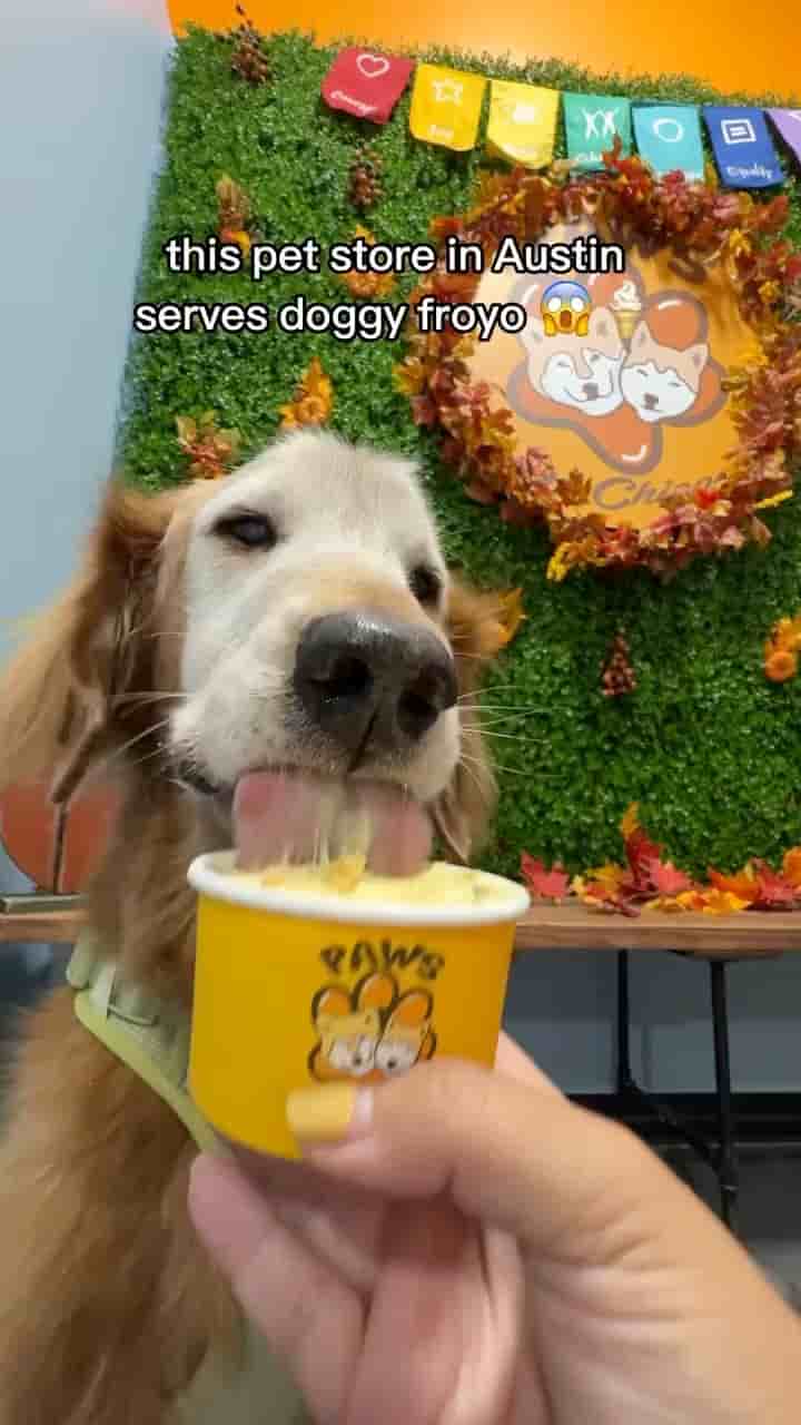 Paws on Chicon in Austin 2