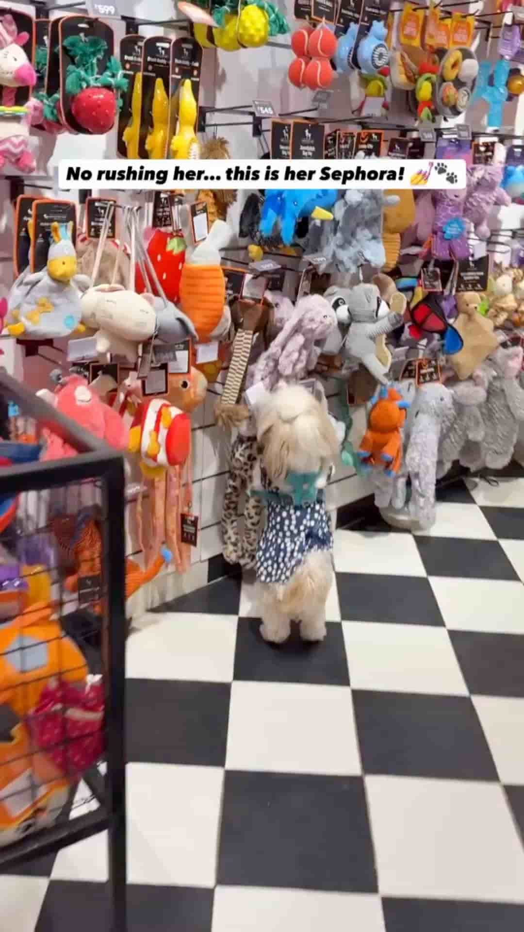 Shop Dog Sht in Austin 1