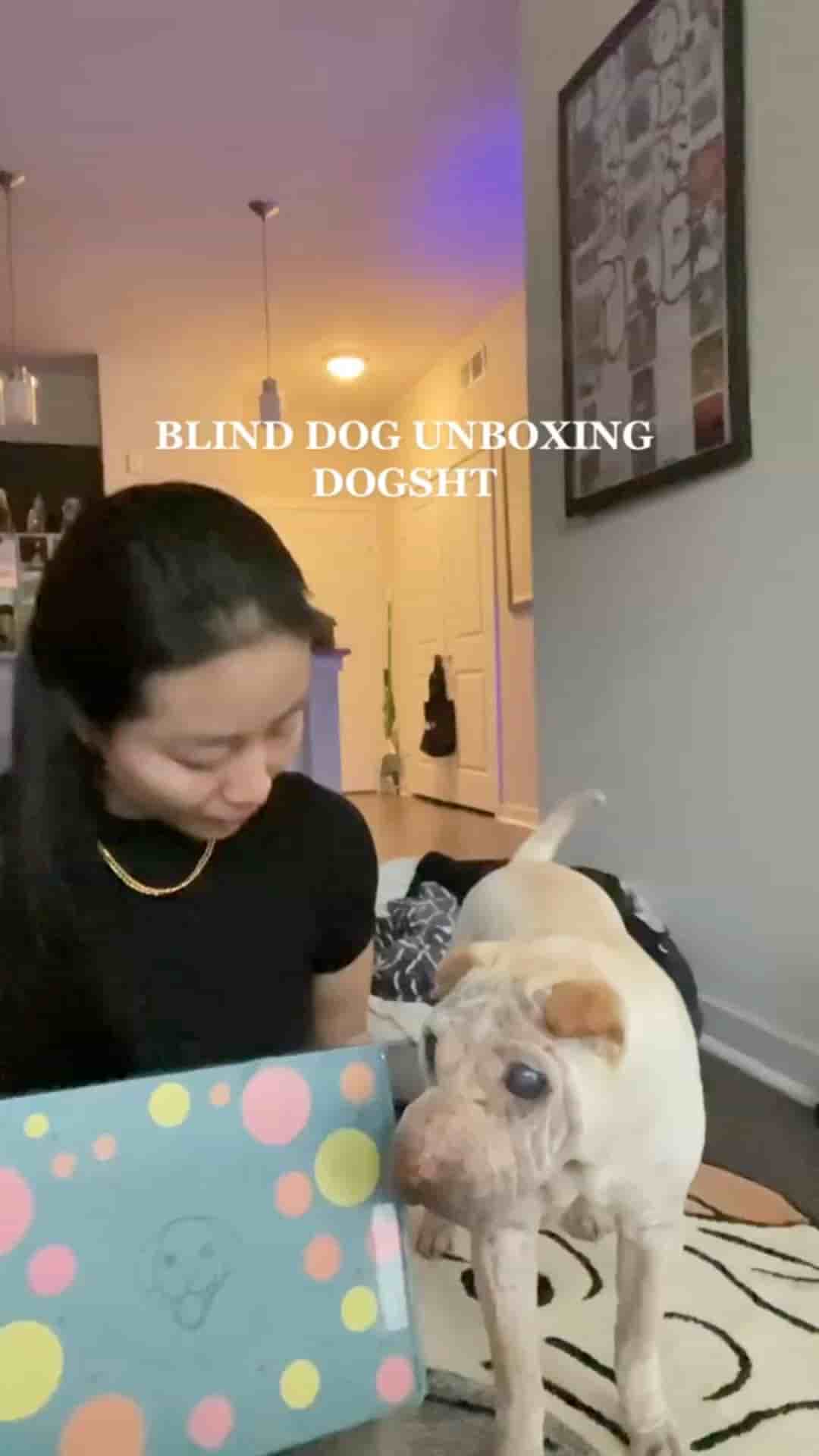 Shop Dog Sht in Austin 2